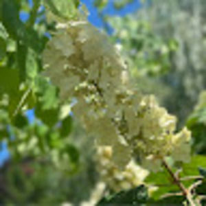 Meet your Posher, Shanice